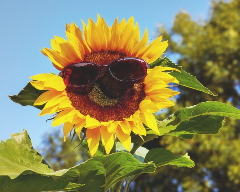 Anfrage zu Sonnenschutzmaßnahmen an Schulen