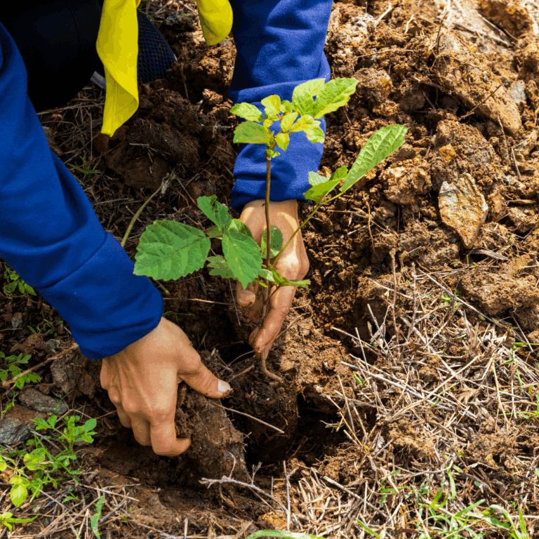 Anfrage der Fraktion BÜNDNIS 90/DIE GRÜNEN zu städtischen Baumpflanzungen im Jahr 2024