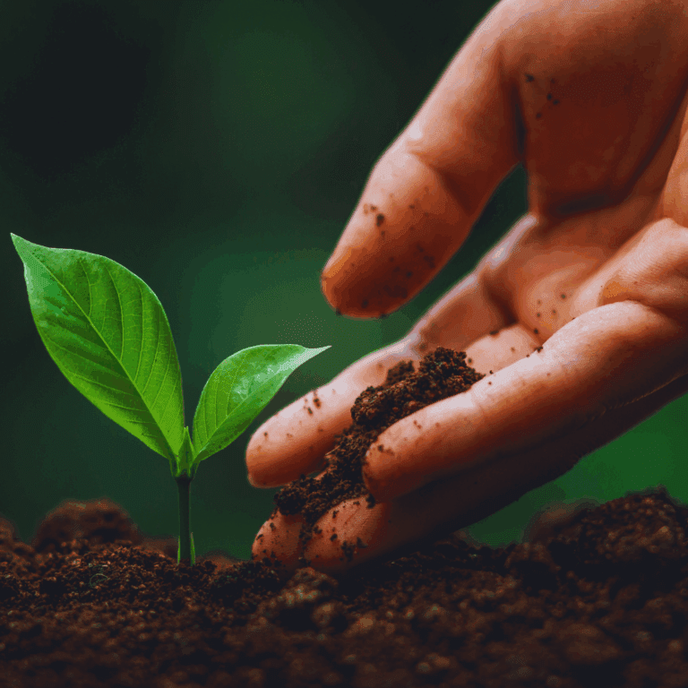 Anfrage der Fraktion BÜNDNIS 90/DIE GRÜNEN zu Ersatzpflanzungen in der Baumallee an der Europachaussee